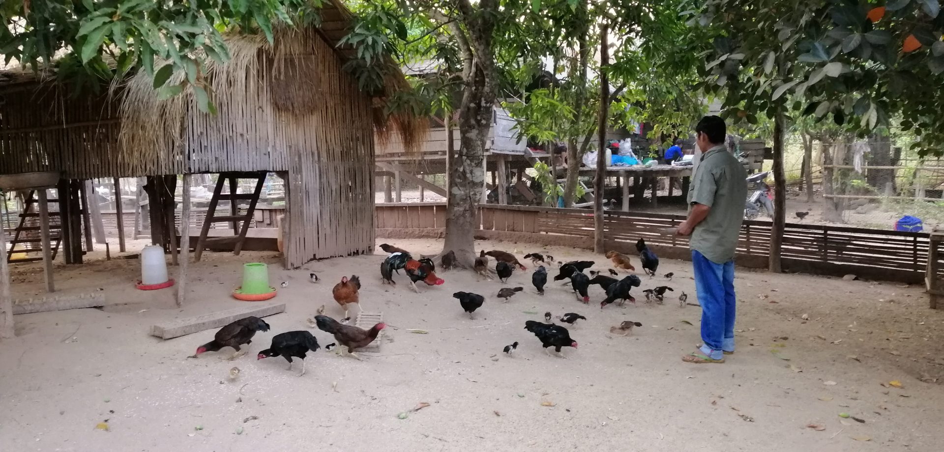 Food Security and Livestock