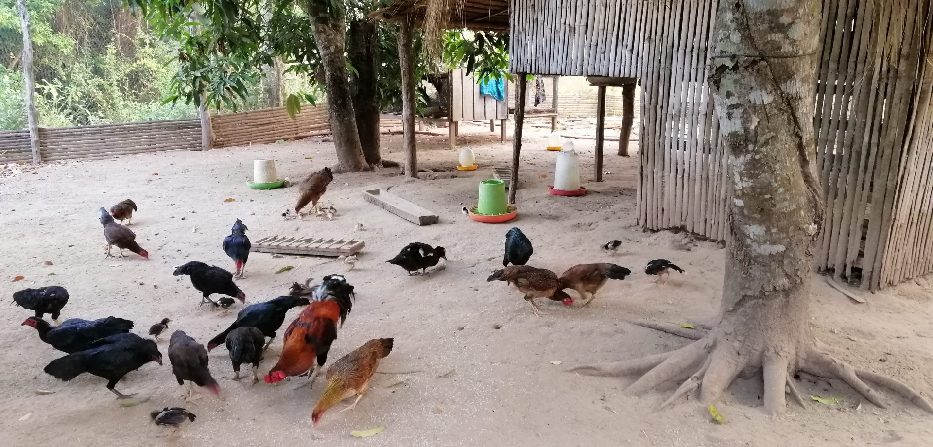 Food Security and Livestock